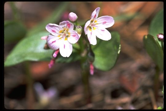 Слика од Claytonia lanceolata Pursh