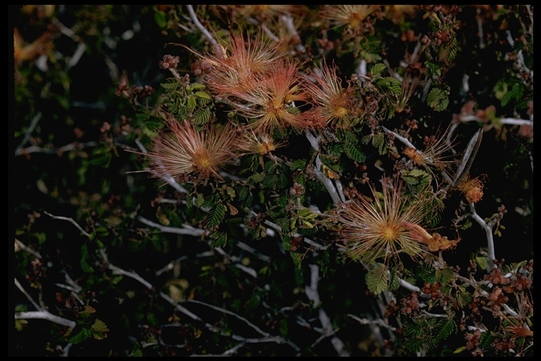 Imagem de Calliandra eriophylla Benth.