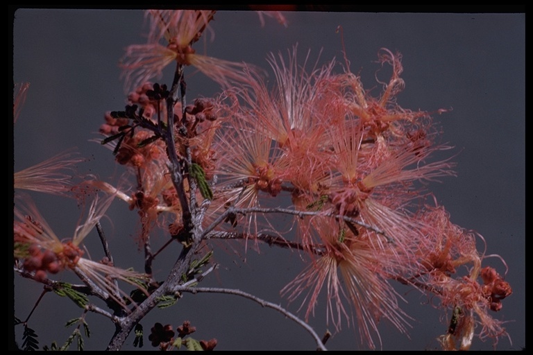 Imagem de Calliandra eriophylla Benth.