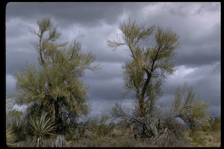 Image of crucifixion thorn