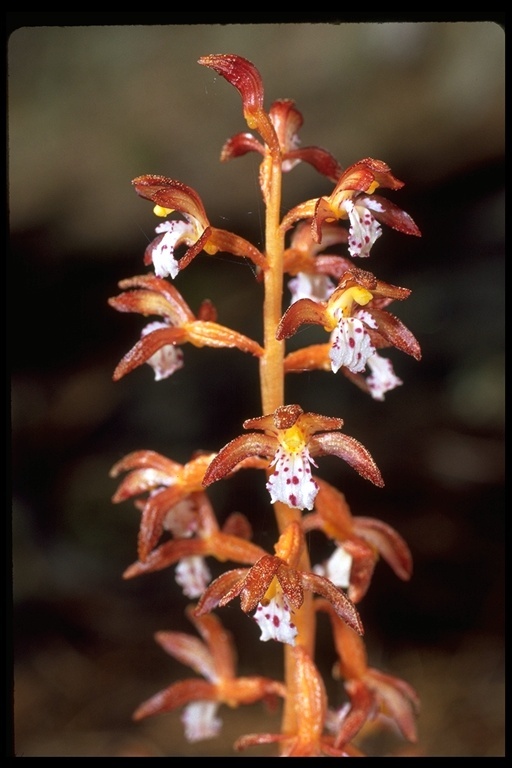 Image of Spotted coralroot