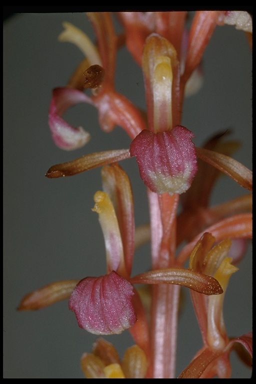 Image of Pacific coralroot