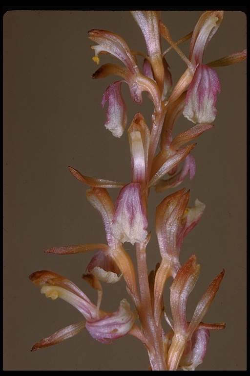 Image of Pacific coralroot