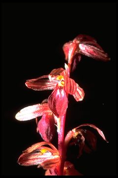 Image of Striped coralroot