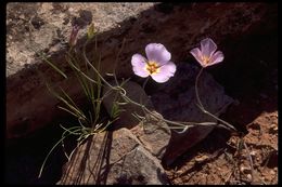 Image of winding mariposa lily