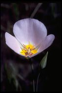 Image of winding mariposa lily