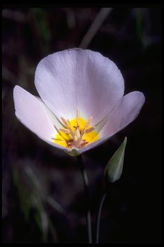 Image of winding mariposa lily