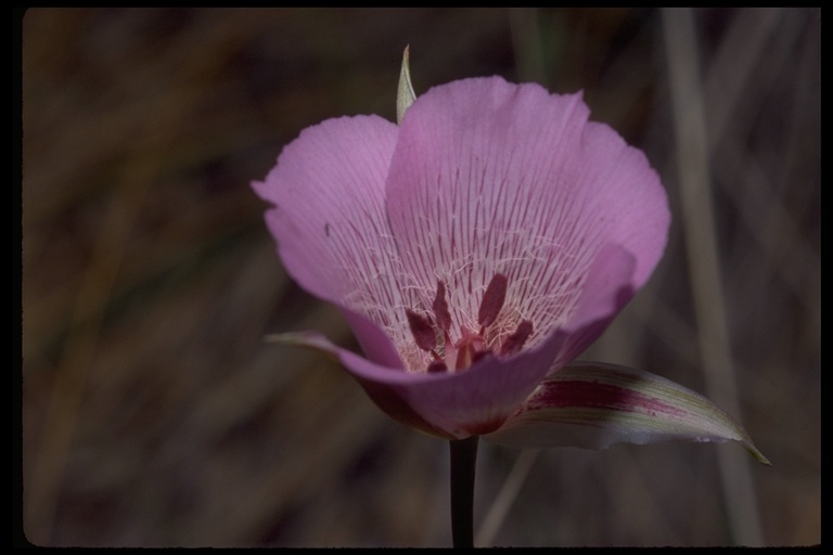 Image of alkali mariposa lily