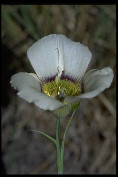 Calochortus gunnisonii S. Watson resmi