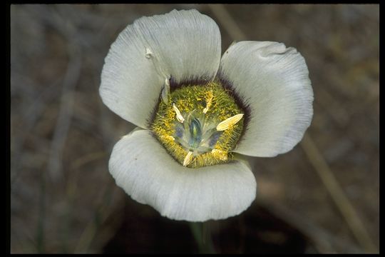 Calochortus gunnisonii S. Watson resmi