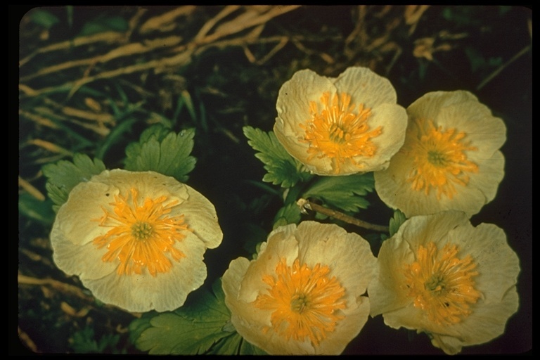 Image of American globeflower