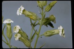 Image of desert tobacco,