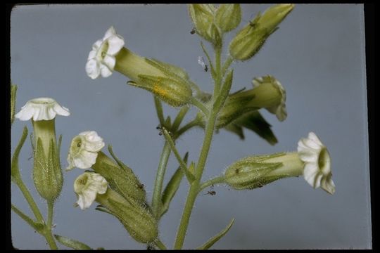 Image of desert tobacco,