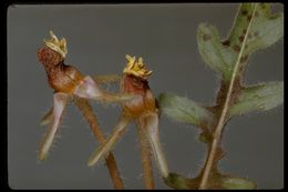 Imagem de Oenothera primiveris A. Gray