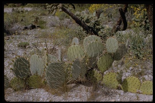 Image of Opuntia phaeacantha var. major Engelm.