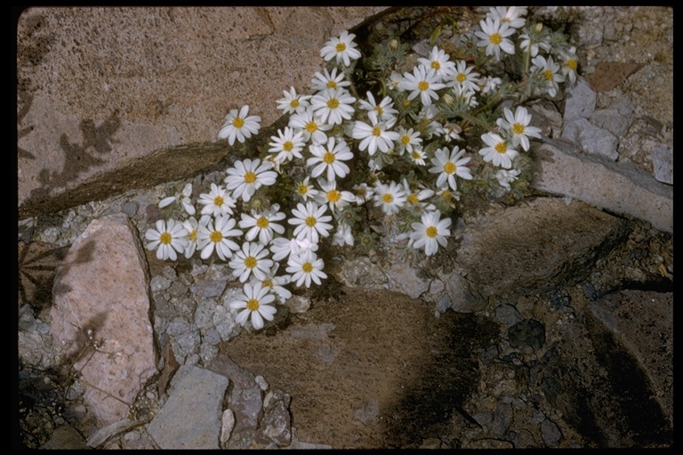 Imagem de Monoptilon bellioides (A. Gray) H. M. Hall