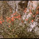 Epilobium canum (Greene) P. H. Raven resmi