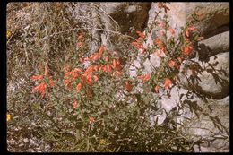 Imagem de Epilobium canum (Greene) P. H. Raven