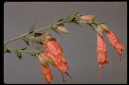 Imagem de Epilobium canum (Greene) P. H. Raven