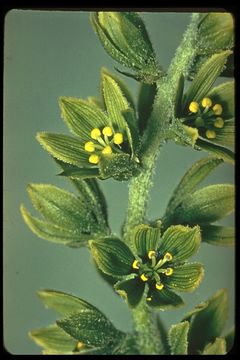 Image of False Hellebore