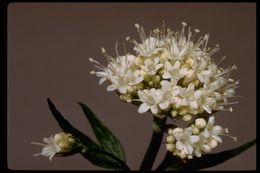 Image of Mountain Heliotrope