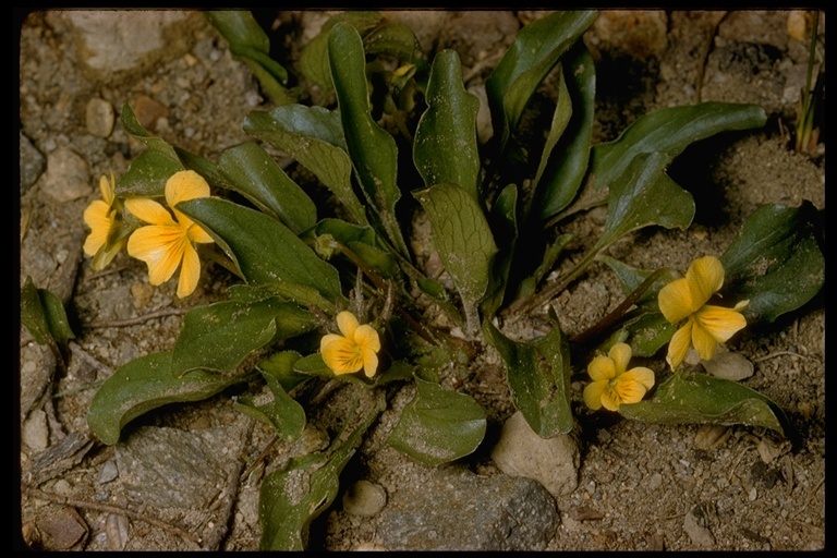 Image of Baker's violet