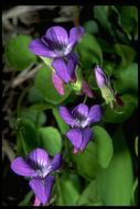 Image of Early Blue (Hook) Violet