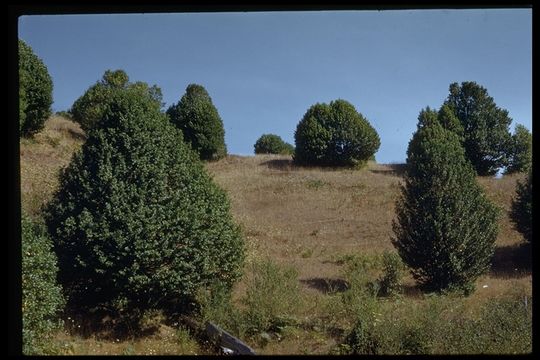 Sivun Umbellularia californica (Hook. & Arn.) Nutt. kuva