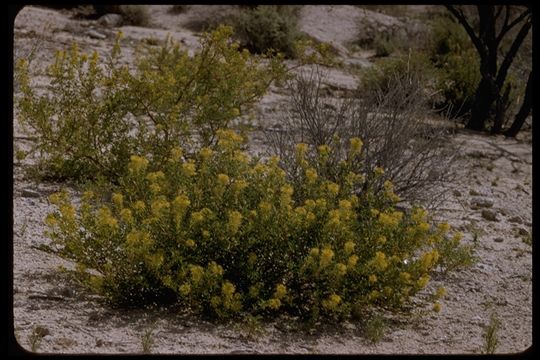 Image of jackass clover