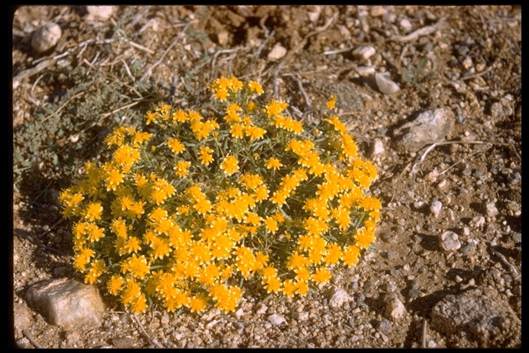 Image of manybristle chinchweed