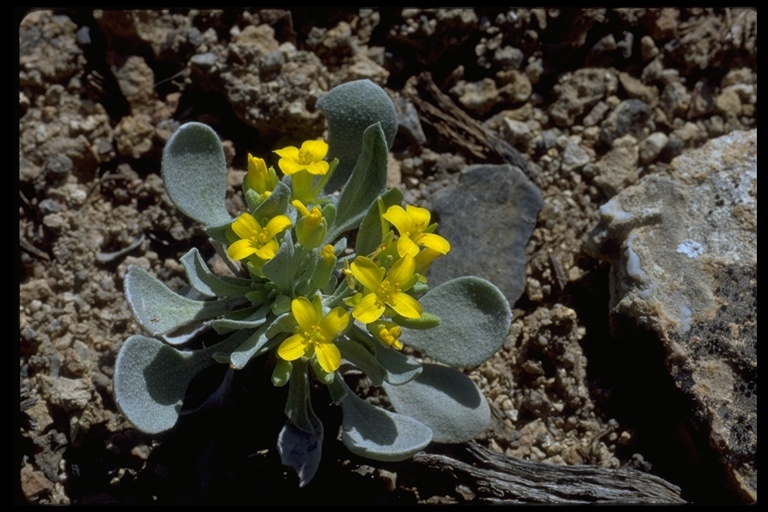 Image of Chambers' twinpod