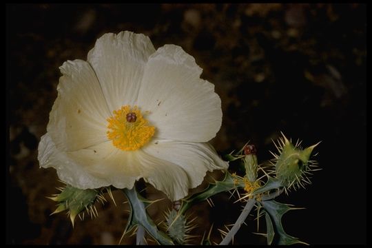 Image of pricklypoppy