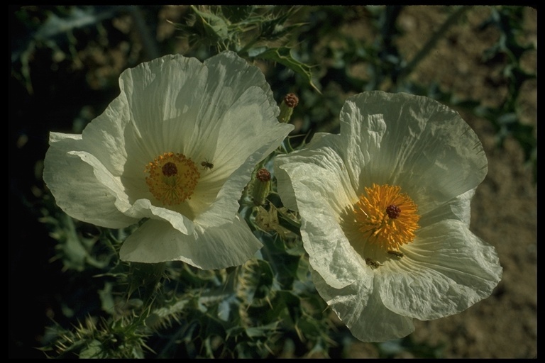 Image of pricklypoppy