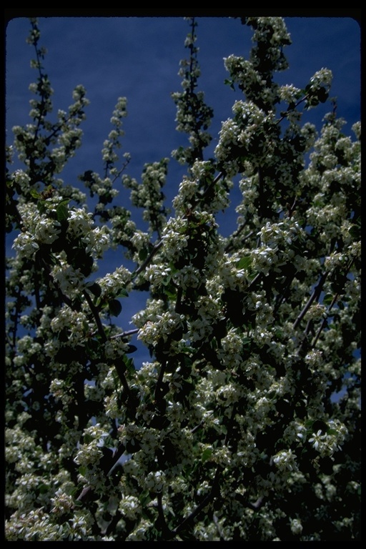 Image of Saskatoon serviceberry