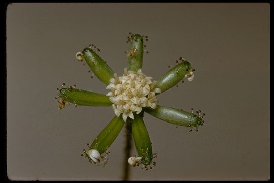 صورة Adenocaulon bicolor Hook.