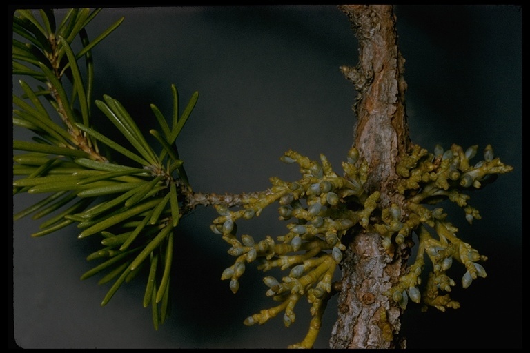 Image of American dwarf mistletoe