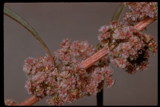 Image of fringed amaranth