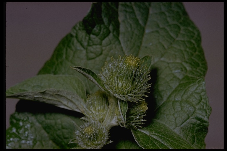 Image of common burdock