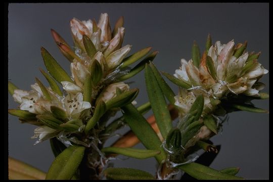 Image of beach knotweed