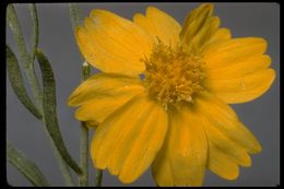 Image of Cooper's paper daisy