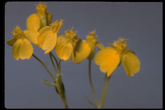 Image of Cooper's paper daisy