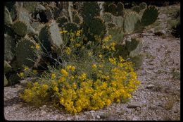 Image of Cooper's paper daisy