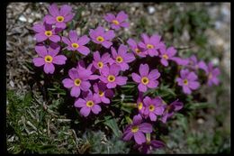 Image of alpine primrose