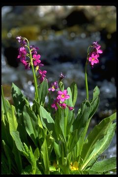 Primula parryi A. Gray resmi