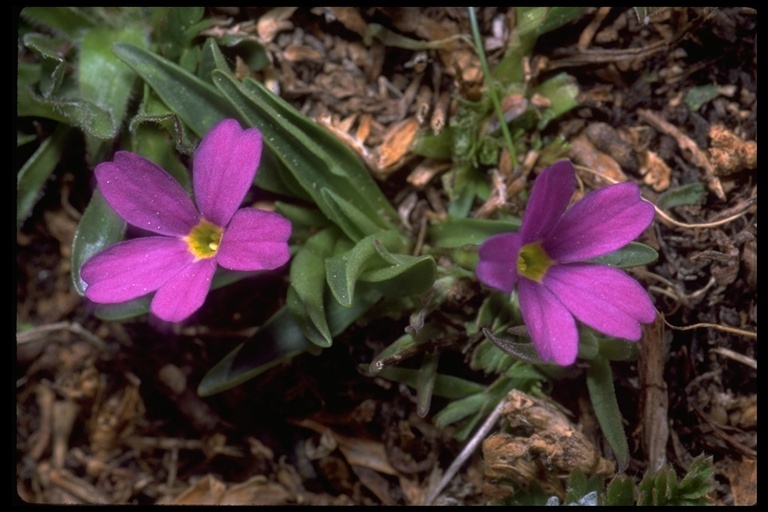 Image of alpine primrose