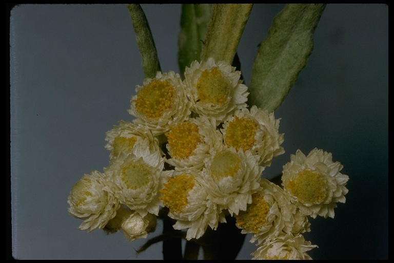 Image of Pearly Everlasting