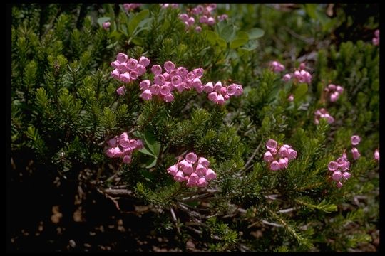 Image of pink mountainheath