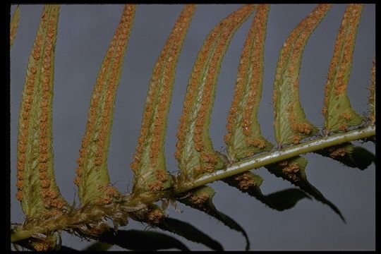 Image of western swordfern