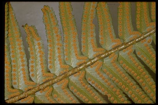 Image of western swordfern