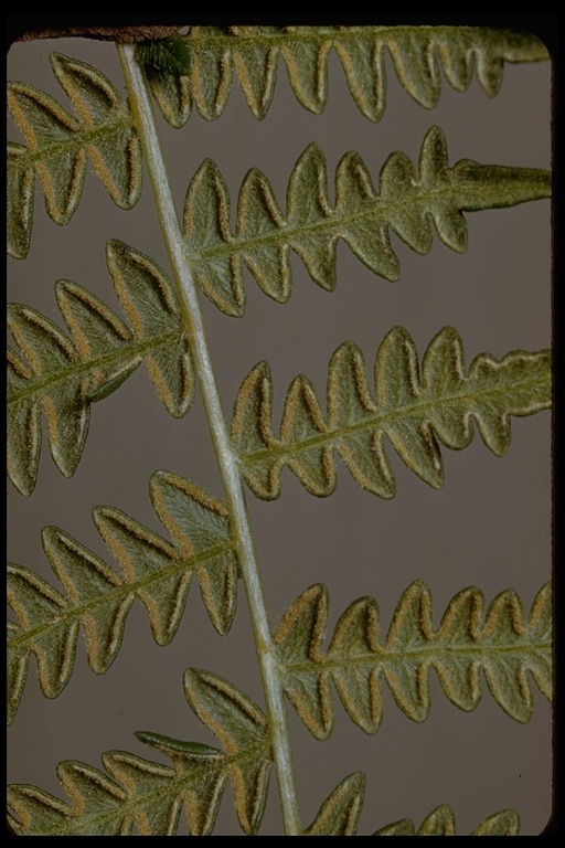 Image of Bracken